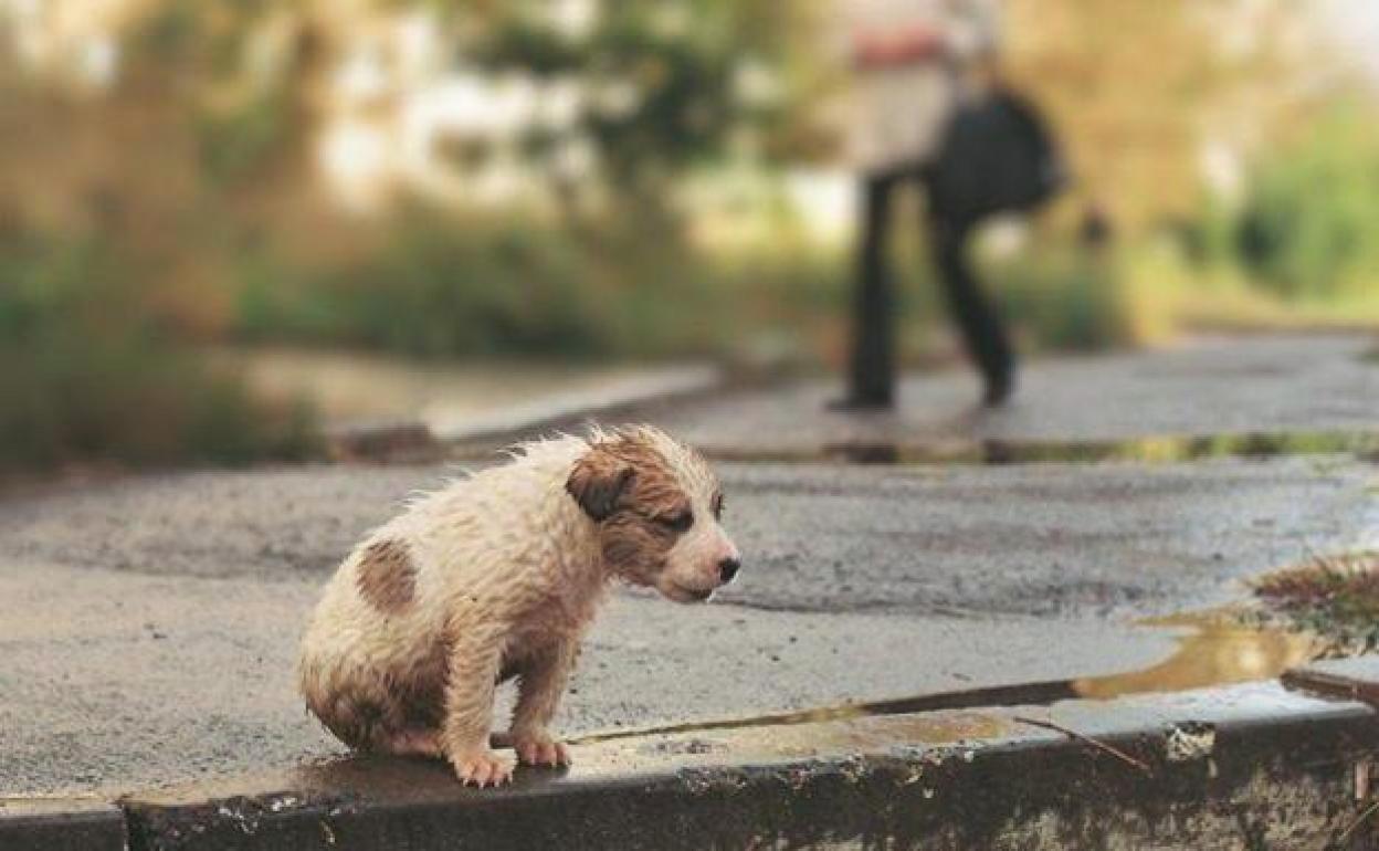 Imagen de archivo de un perro abandonado. 