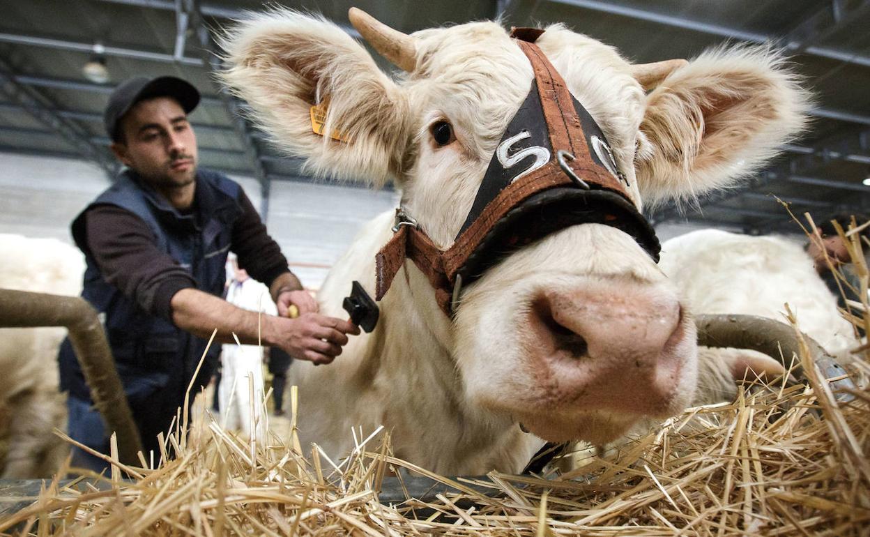 Castilla y León es declarada oficialmente libre de brucelosis bovina y avanza muy positivamente en otras áreas de sanidad animal