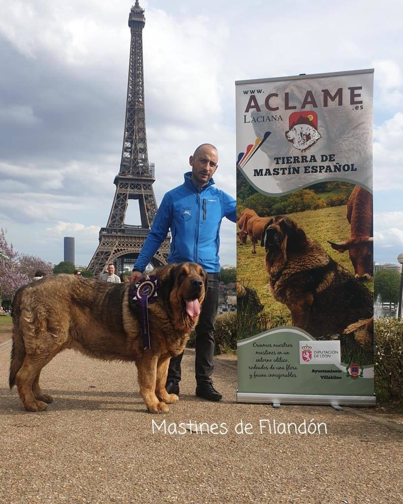 Delegación leonesa en el European Dog Show celebrado en París, con triunfos de la provincia. 