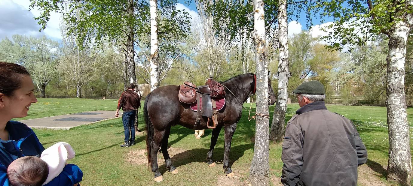 Fotos: De León a Santiago a lomos de Olaf y Giraldilla