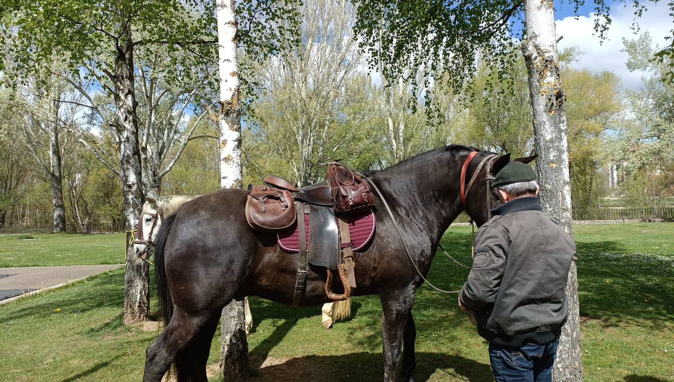 Fotos: De León a Santiago a lomos de Olaf y Giraldilla