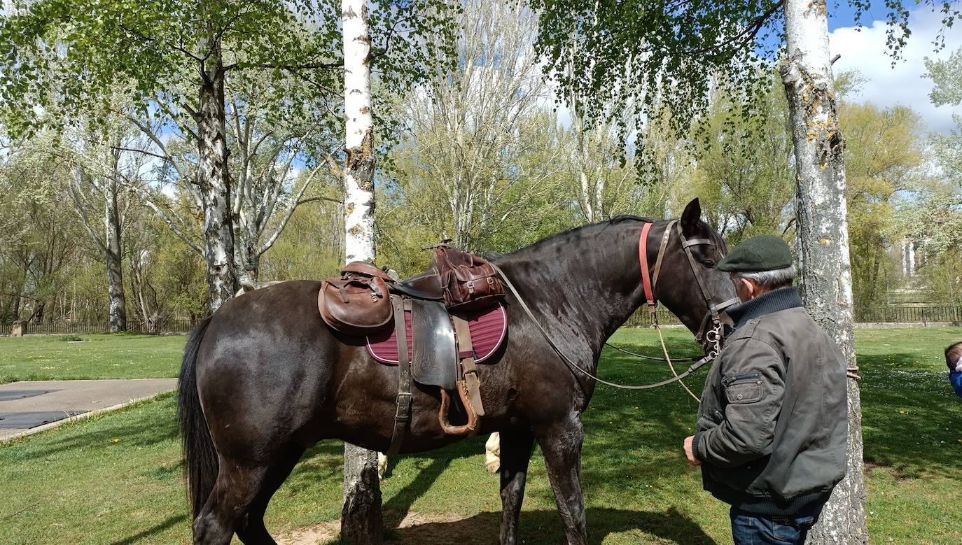 Fotos: De León a Santiago a lomos de Olaf y Giraldilla