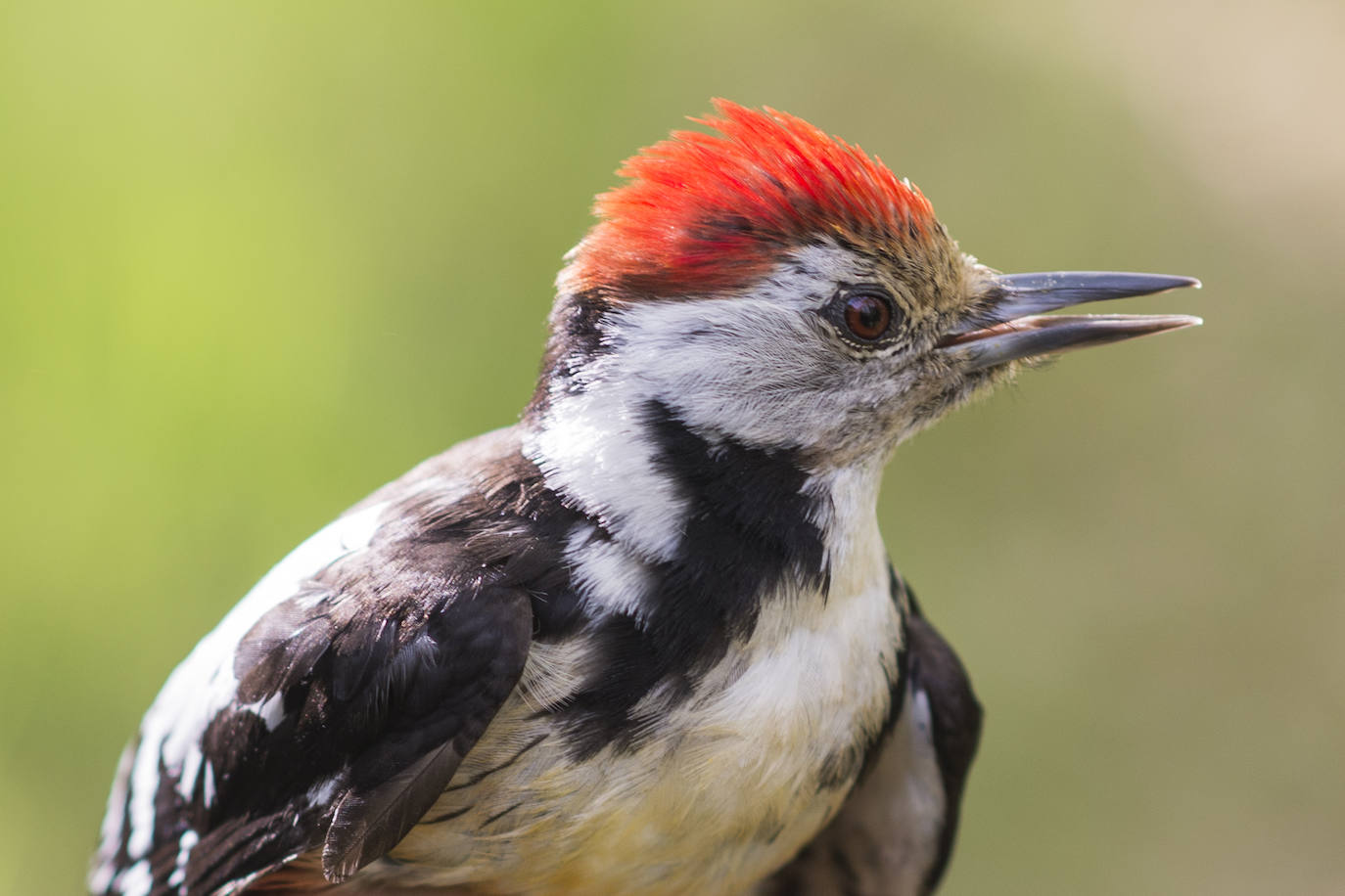 Un documental profundiza en la vida de estas aves y su importancia para saber gestionar el medioambiente