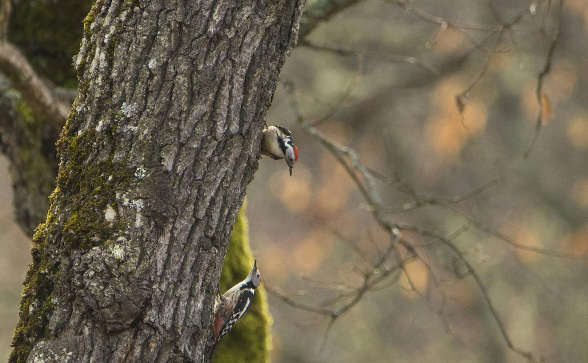 El documental 'Los secretos del duende alado' pretende aportar luz sobre el trabajo de investigación para gestionar los bosques de León.