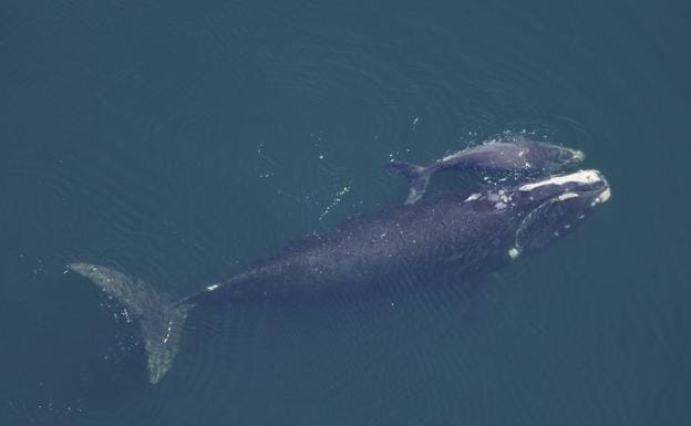 Una ballena franca glacial con su ballenato.