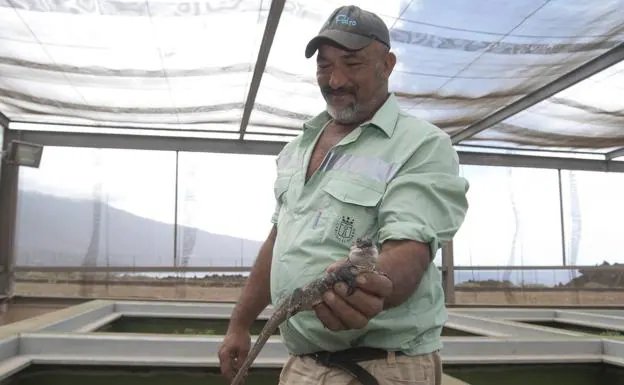 Juan Perico sostiene a un lagarto gigante de El Hierro.