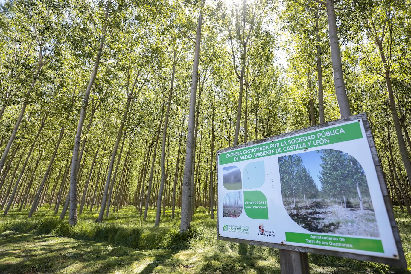 El consejero de Medio Ambiente, Vivienda y Ordenación del Territorio, Juan Carlos Suárez-Quiñones, participa en la Jornada sobre la importancia de los chopos en las riberas de Castilla y León, promovida por la Plataforma Más Chopos Sí con la colaboración de la Junta. Junto a él, la presidenta de la Confederación Hidrográfica del Duero, Cristina Danés.