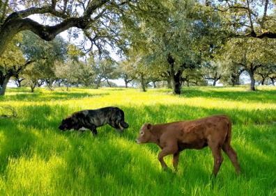 Imagen secundaria 1 - Distintos momentos de la convivencia entre los dos animales. 