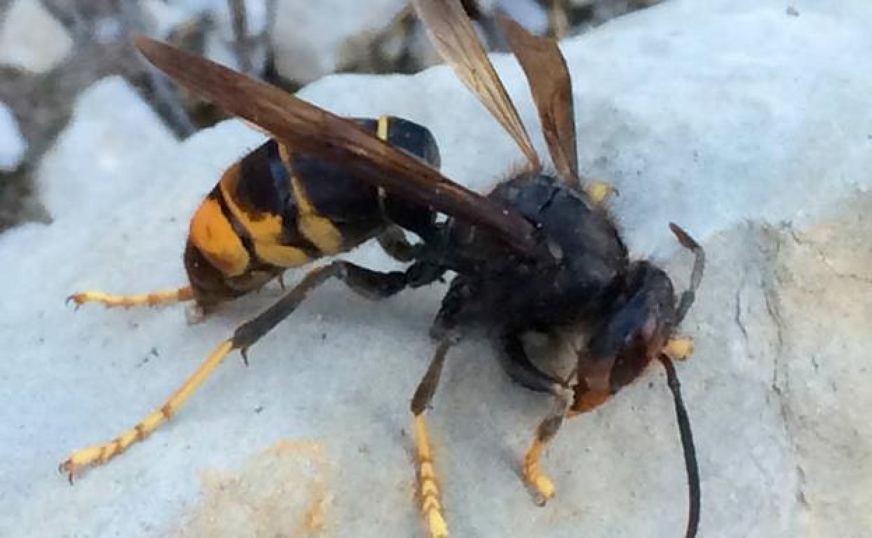 Imagen de archivo de un ejemplar de avispa asiática. 