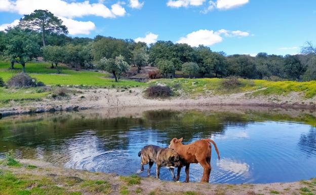 Imagen principal - Distintos momentos de la convivencia entre los dos animales. 