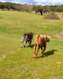 Imagen secundaria 2 - Distintos momentos de la convivencia entre los dos animales. 