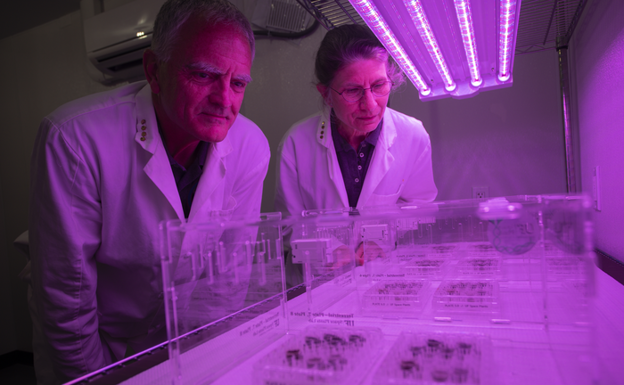 Rob Ferl, a la izquierda, y Anna-Lisa Paul mirando las placas llenas en parte con suelo lunar y en parte con suelos de control, ahora bajo luces de crecimiento LED. En ese momento, los científicos no sabían si las semillas germinarían en suelo lunar.