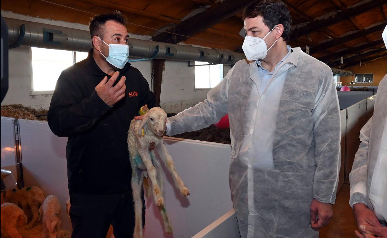 l presidente de la Junta de Castilla y León, Alfonso Fernández Mañueco, visita la explotación agropecuaria AGM Granja Desarrollo Ovino, en la localidad vallisoletana de Olmedo..