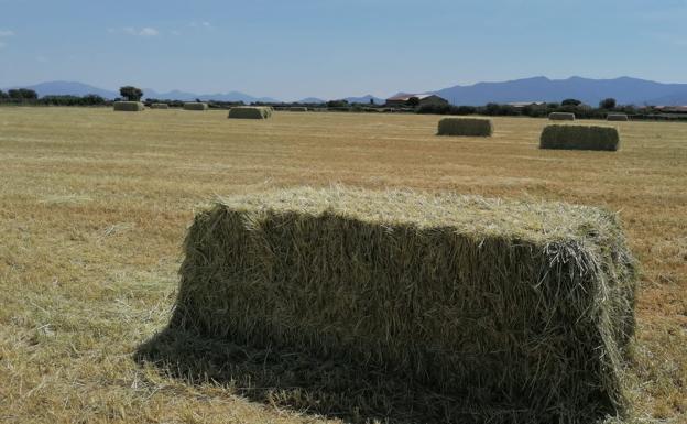 Castilla y León: El tiempo esta semana: siguen las altas temperaturas que amenazan al cereal