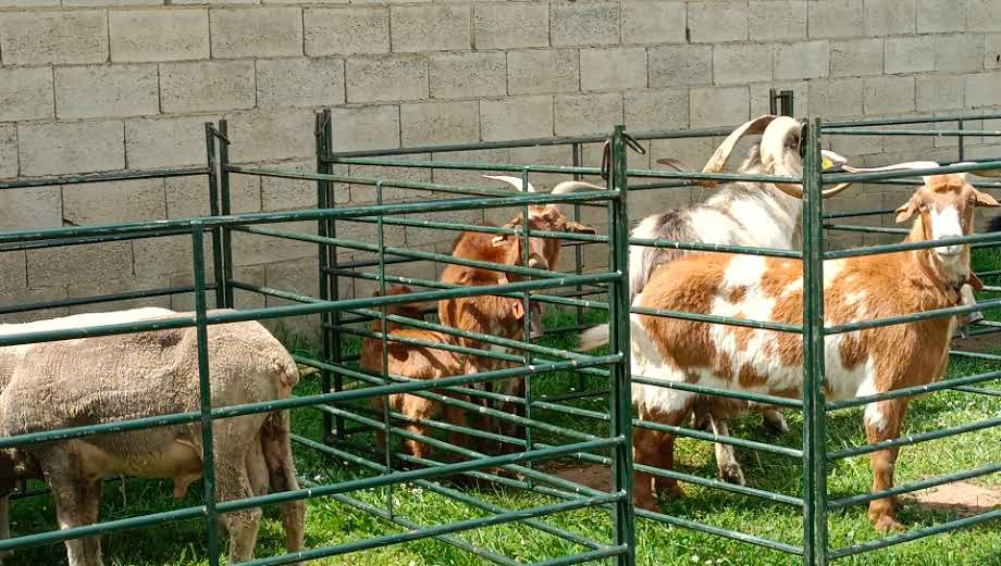 Esta tradicional feria dedicada a la investigación y difusión en el ámbito de las razas autóctonas y de pastoreo y a la agroalimentación de proximidad vuelve con fuerzas renovadas.