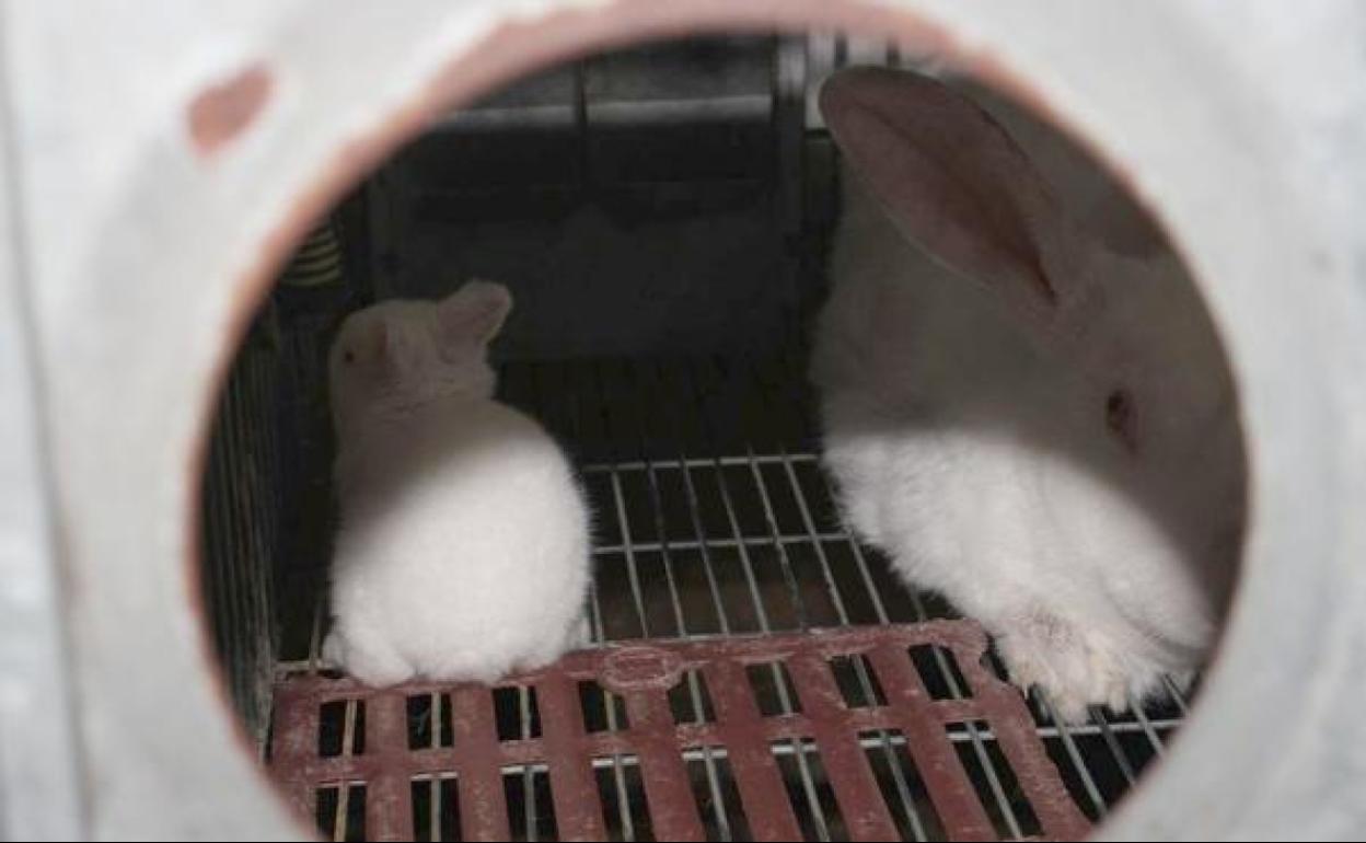 Explotación cunícola de León, que padece el incremento del precio del pienso.