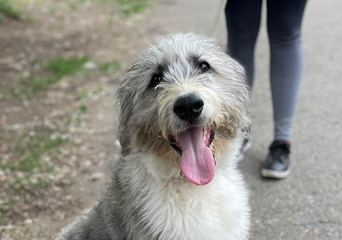 Fue llevado a la Protectora de Animales de León tras aparecer en una caja de cartón en La Lastra. Es «buenín y mimoso», le adoptaron con dos meses y tres más tarde ha sido devuelto a la Protectora porque «no tenían tiempo para pasearlo».