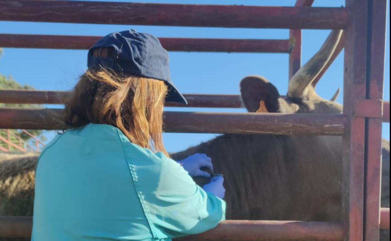 Una veterinaria realiza una prueba en un saneamiento ganadero. 