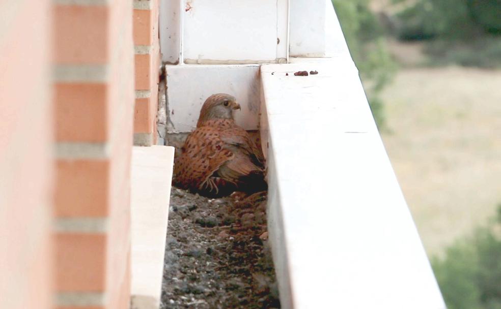 El cernícalo cuidando de sus polluelos que han nacido hace pocos días.