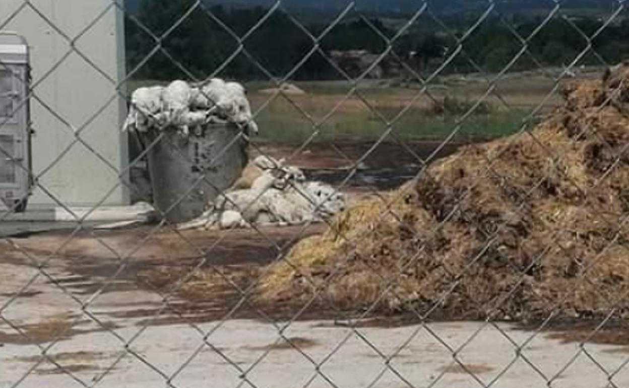 Imagen tomada desde el exterior de la granja por los vecinos de las cabezas de ganado muertas en el exterior de la nave de la explotación.