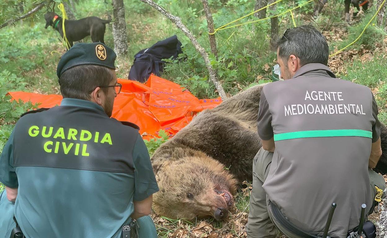 Imagen del ejemplar macho fallecido tras despeñarse en el enfrentamiento con la hembra.