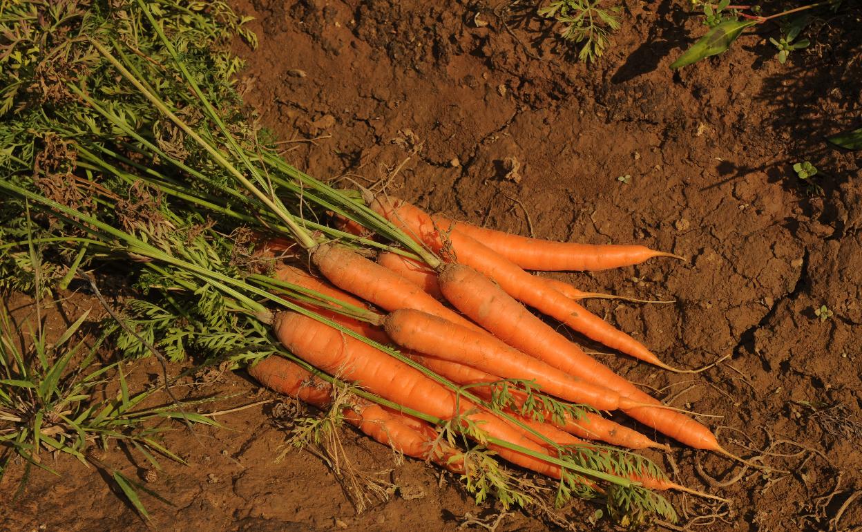 Zanahorias. 