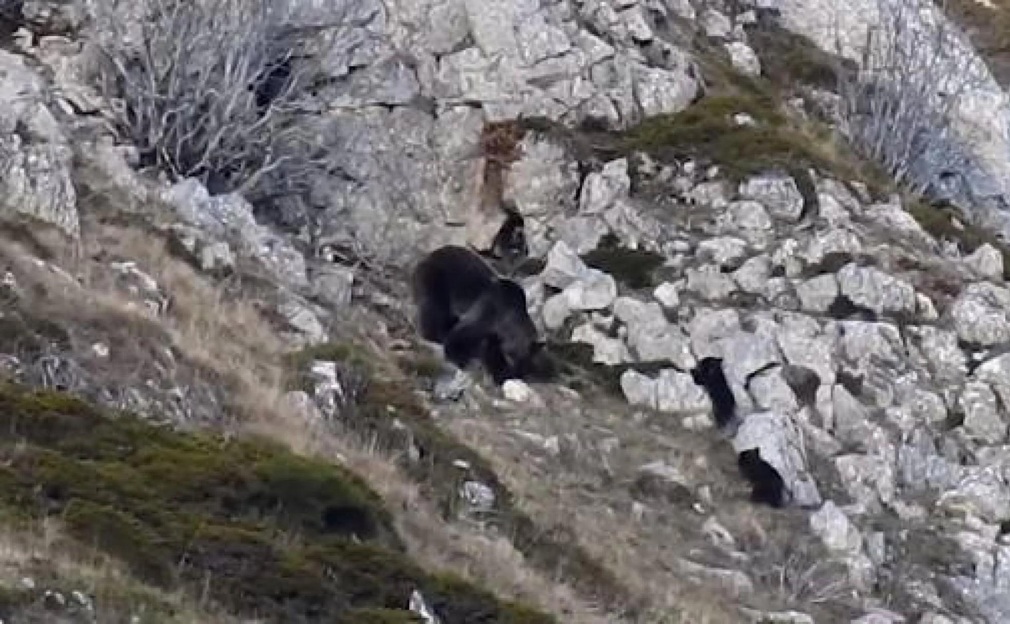 Así vivía la osa con sus dos crías antes del ataque del oso |  