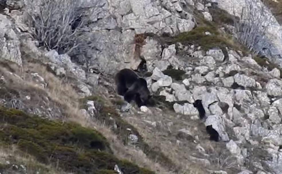 Así vivía la osa con sus dos crías antes del ataque del oso