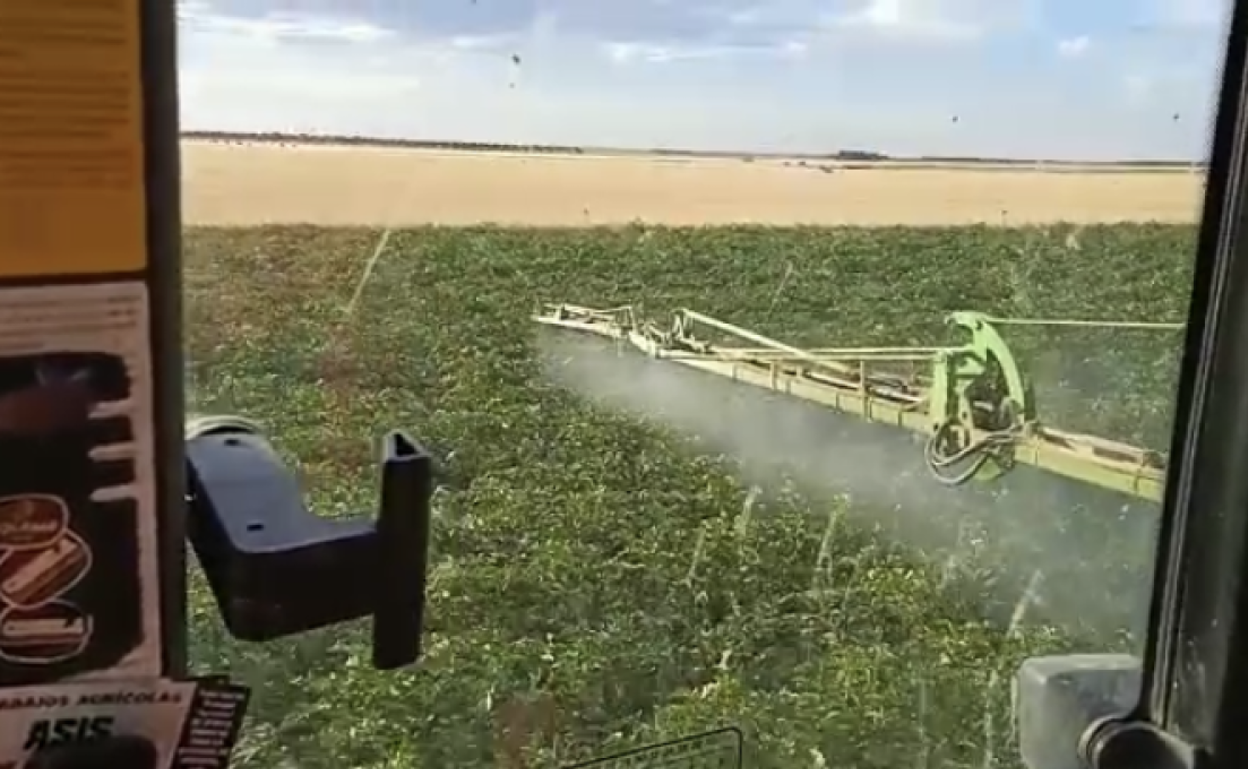 El tiempo en el campo de Castilla y León: La ola de calor no da tregua en época de siega y tratamientos