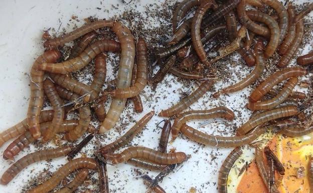 Los gusanos de la harina (Tenebrio molitor) se consideran una plaga para la producción de cereales. 