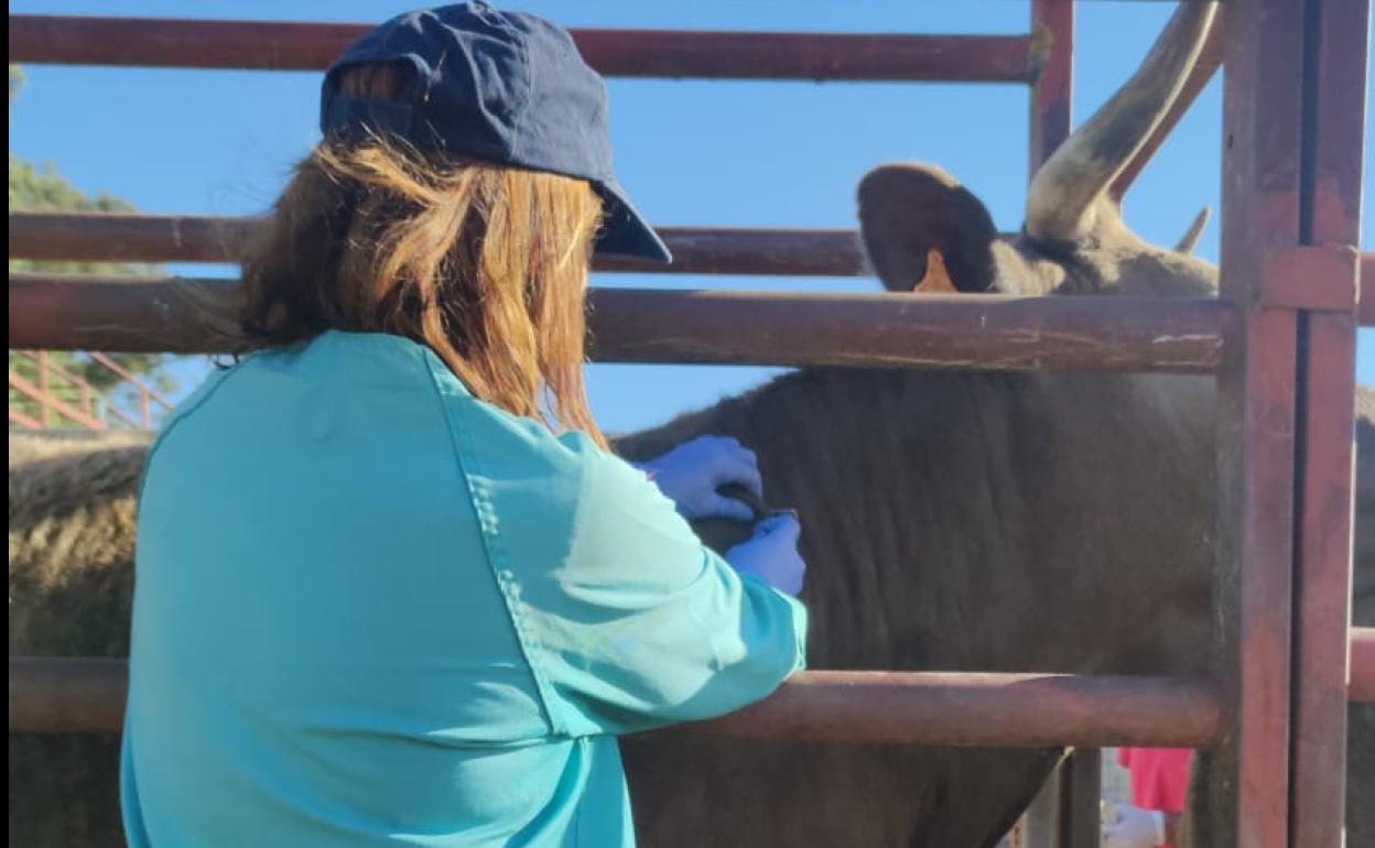 Una veterinaria realiza una prueba en el saneamiento ganadero. 