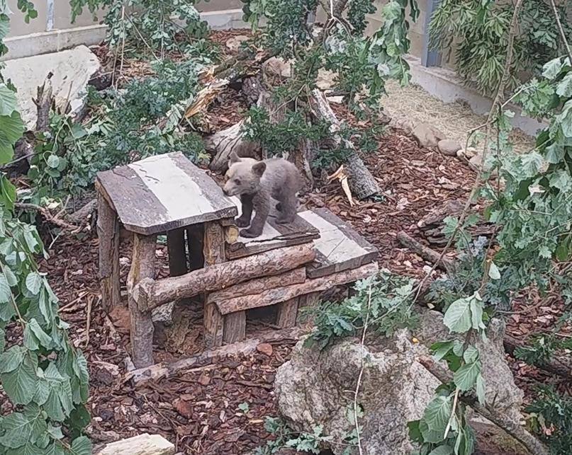 El osezno recuperado en estado crítico en Igüeña evoluciona favorablemente en el Centro de Recuperación de Fauna Silvestre de Cantabria