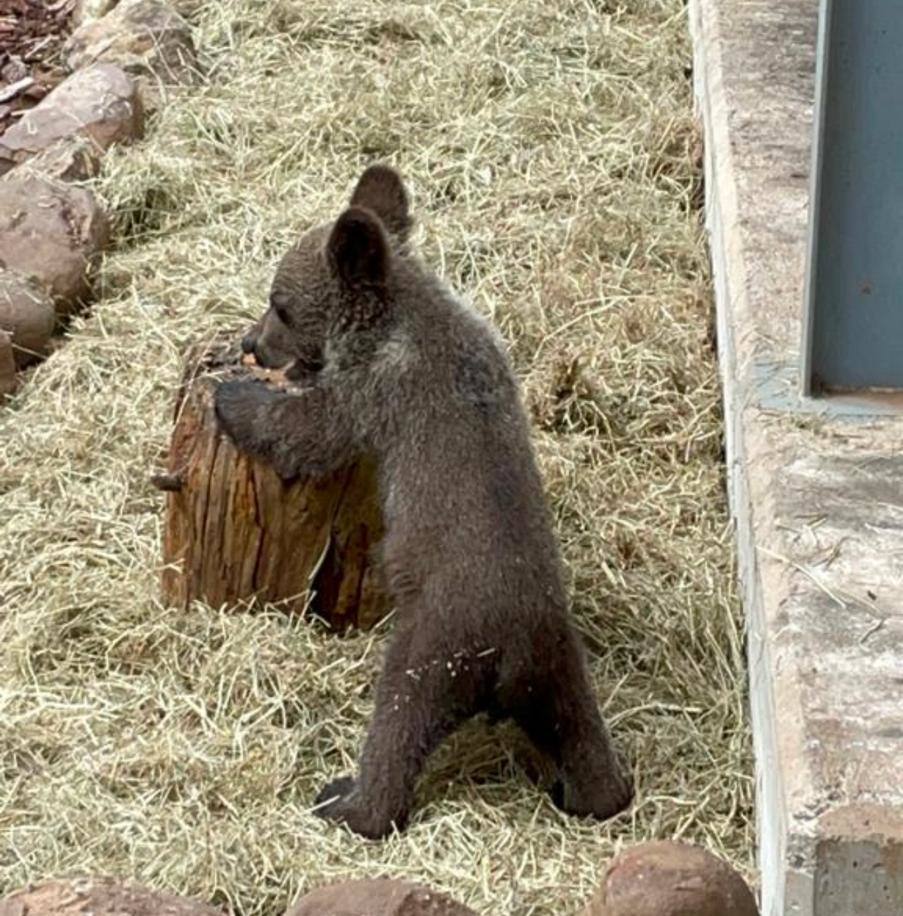 El osezno recuperado en estado crítico en Igüeña evoluciona favorablemente en el Centro de Recuperación de Fauna Silvestre de Cantabria