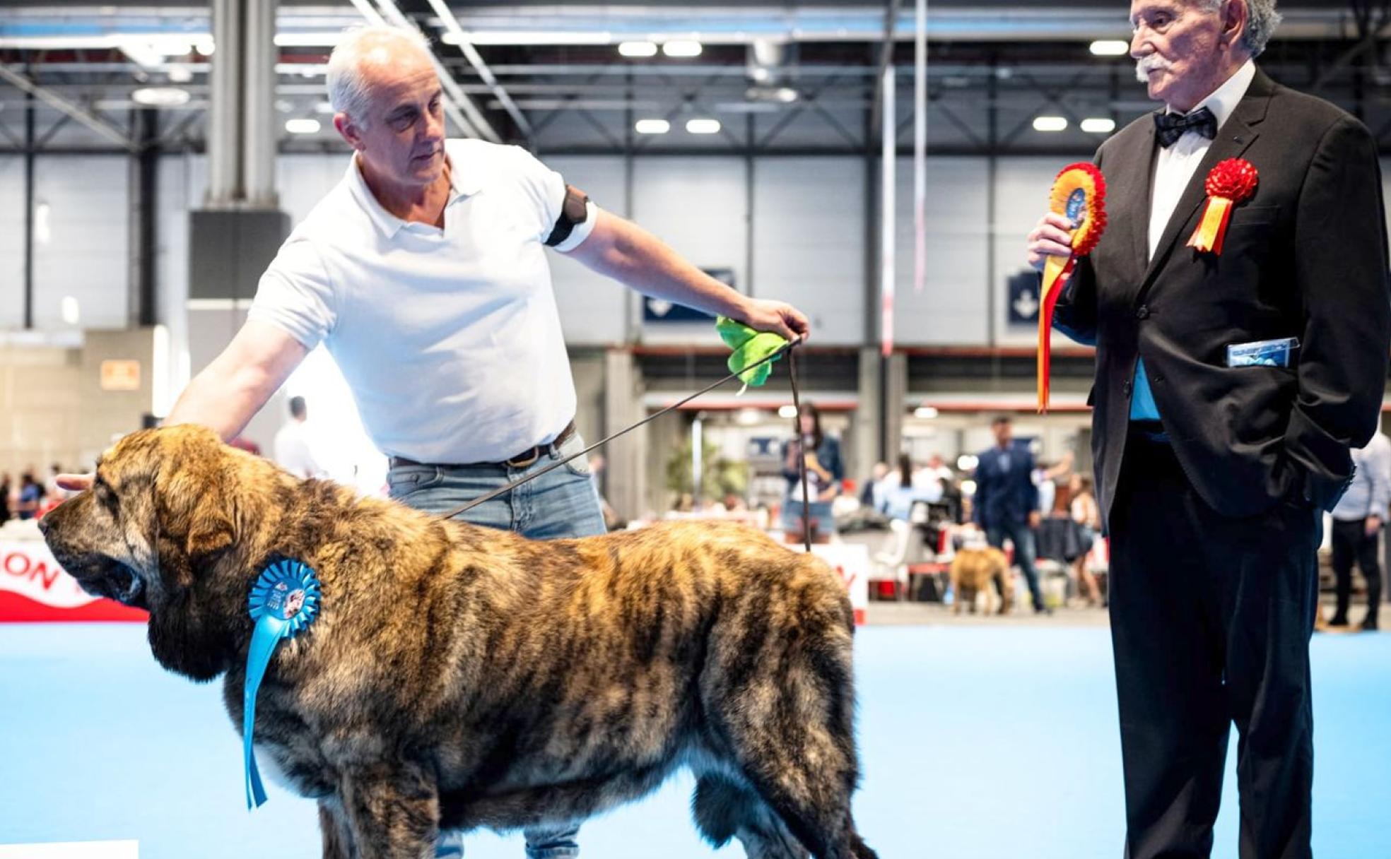 El World Dog Show celebrado a lo largo de la última semana en Madrid proclama vencedora en su categoría a esta perra mastín propiedad del criador Mario Alonso Martínez.