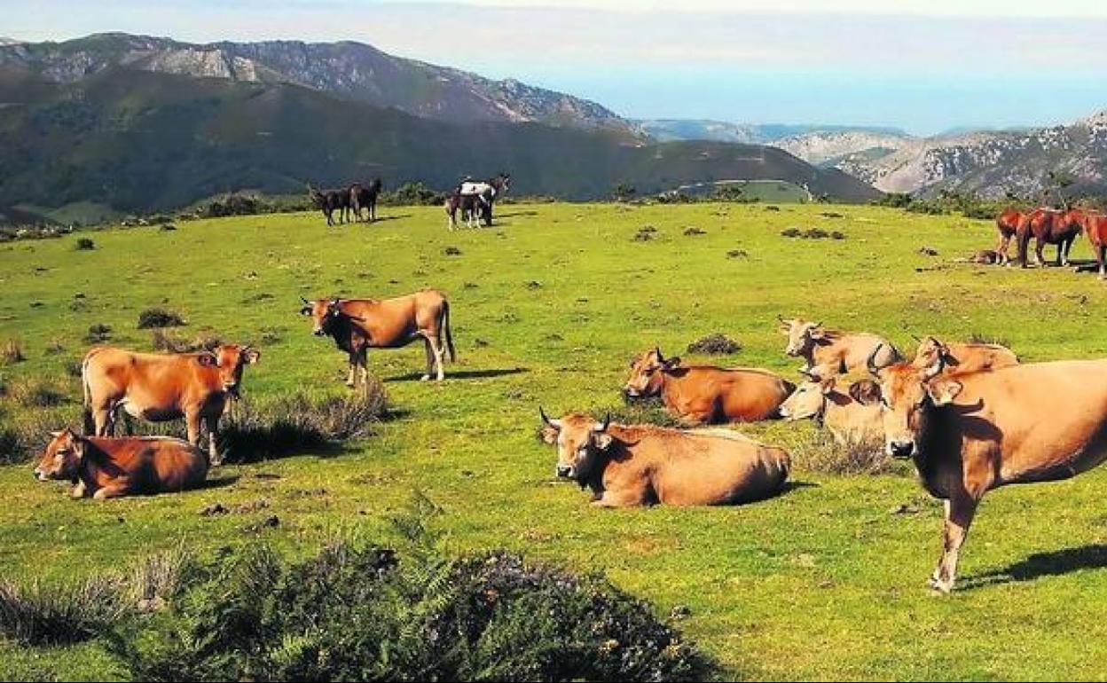 Vacas pastando en los montes de Picos de Europa.