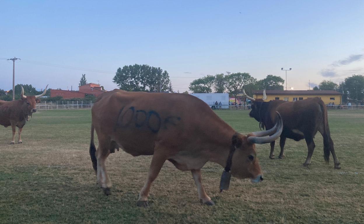 Imagen de los animales vacunos participantes en el concurso de 'Caca de la Vaca', en Quintana de Raneros. 