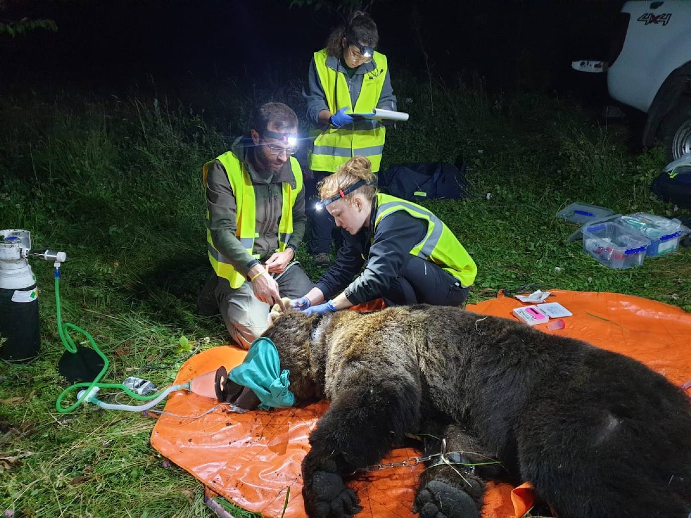 Con la captura del nuevo ejemplar, un macho de 193 kilos, son dos los ejemplares radiomarcados por la Junta en menos de una semana, tras el ejemplar capturado el sábado en el Parque Natural de la Montaña Palentina, lo que hace un total de tres los ejemplares radiomarcados en Castilla y León desde que el Plan de Captura y Radiomarcaje se iniciara en septiembre del año pasado.