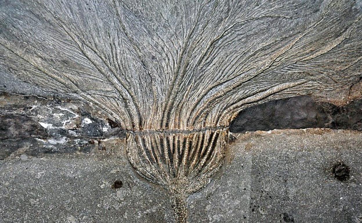 Seirocrinus subangularis del esquisto Posidonia del Jurásico temprano en Holzmaden, Alemania.