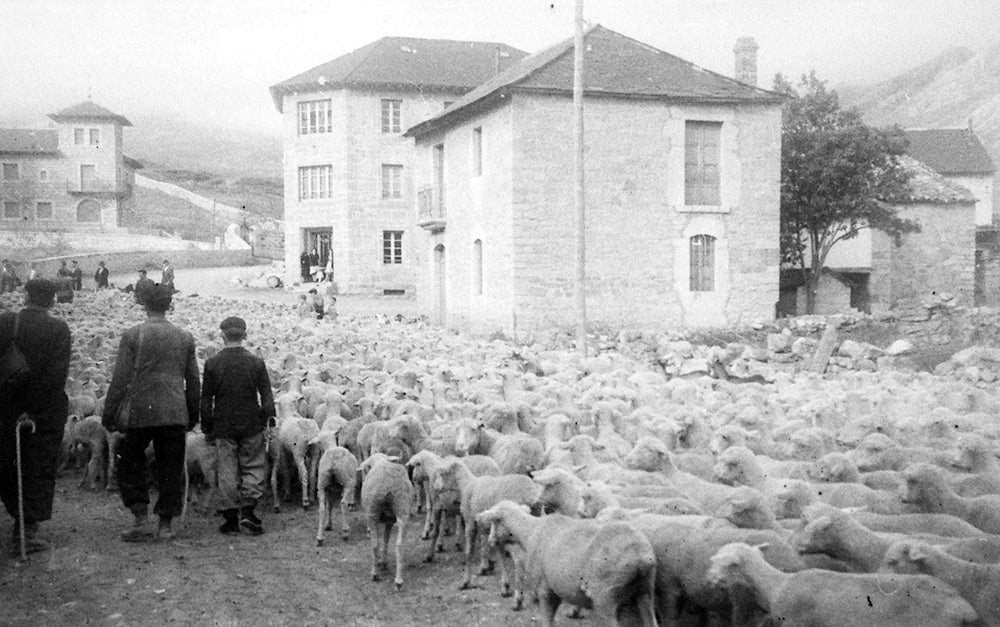 Rebaño de merinas a su paso por San Emiliano, 1948.