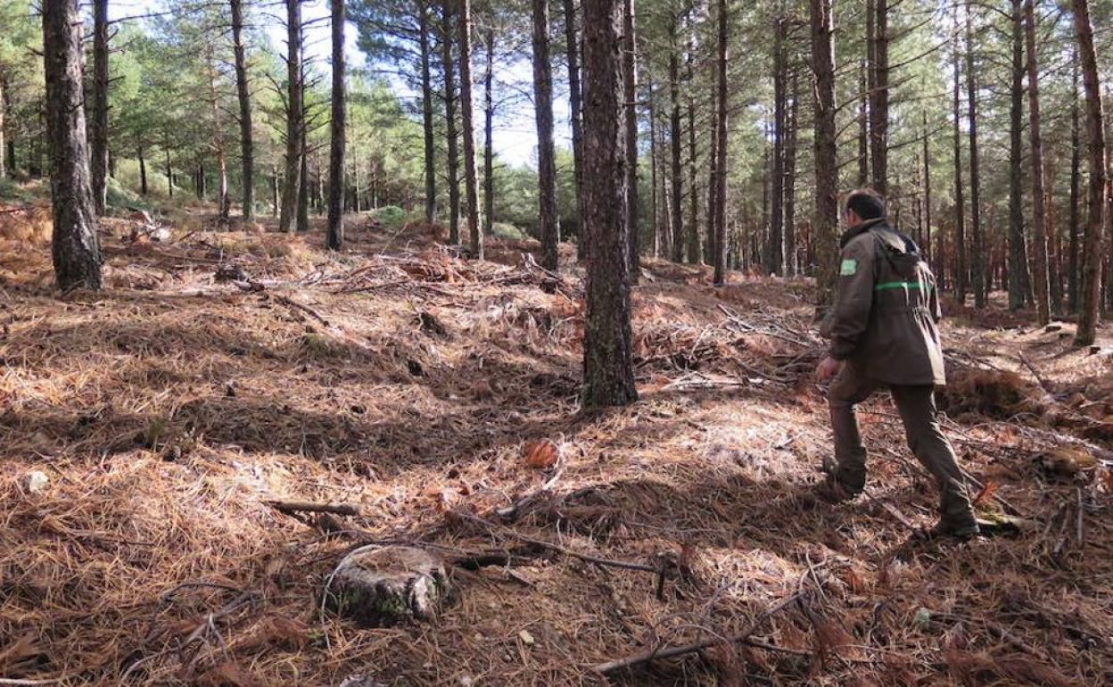 Imagen de archivo de un agente medioambiental.