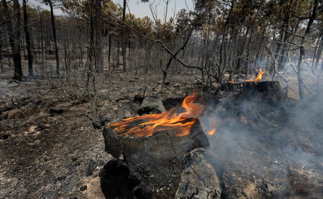 Imagen de un bosque de árboles calcinado por el fuego. 