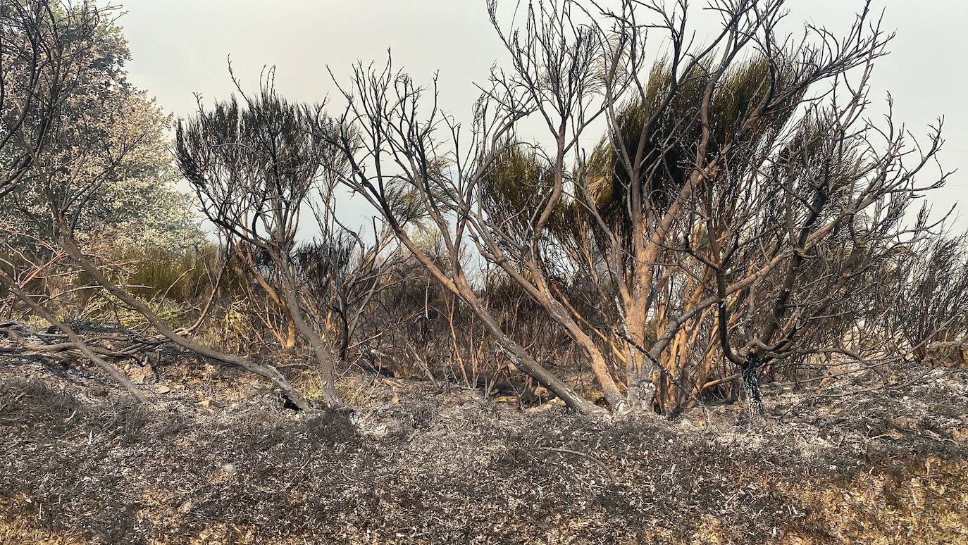 Fotos: Incendio forestal en Montes