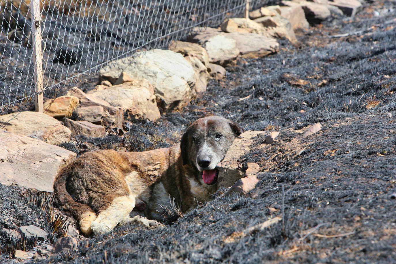 Incendio en la provincia de Zamora