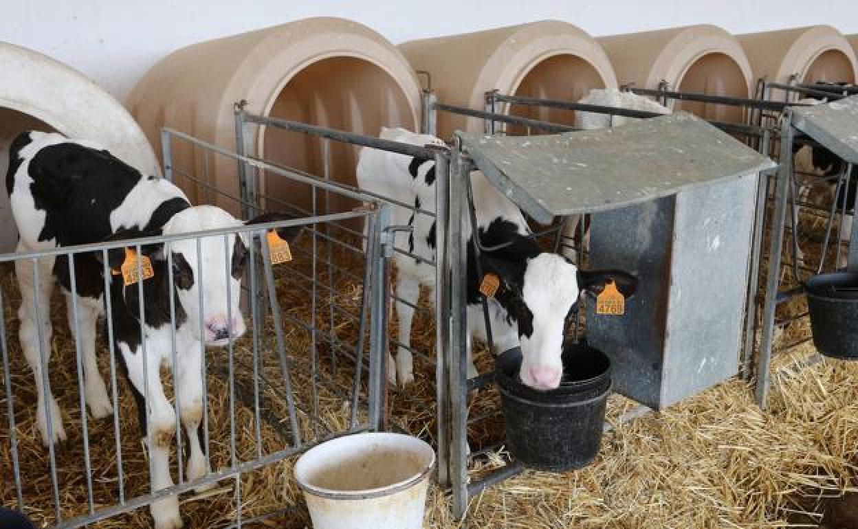 UCCL pide un precio justo para la leche, dado que el incremento de sus costes no se ve repercutido. 