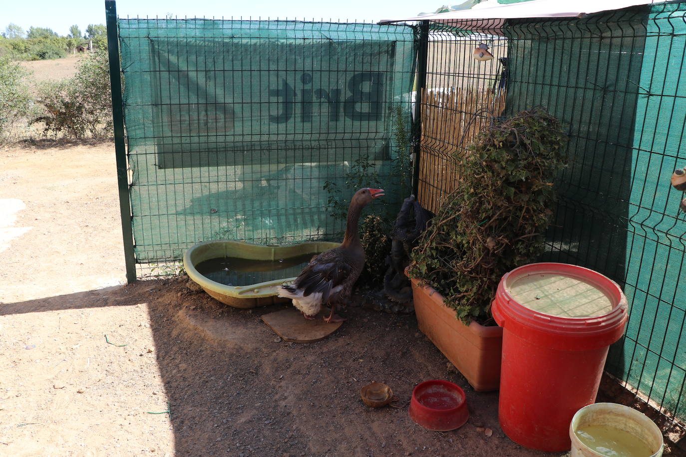 Cuatro de los perros alojados en el Hotel Canino de Las Lomas