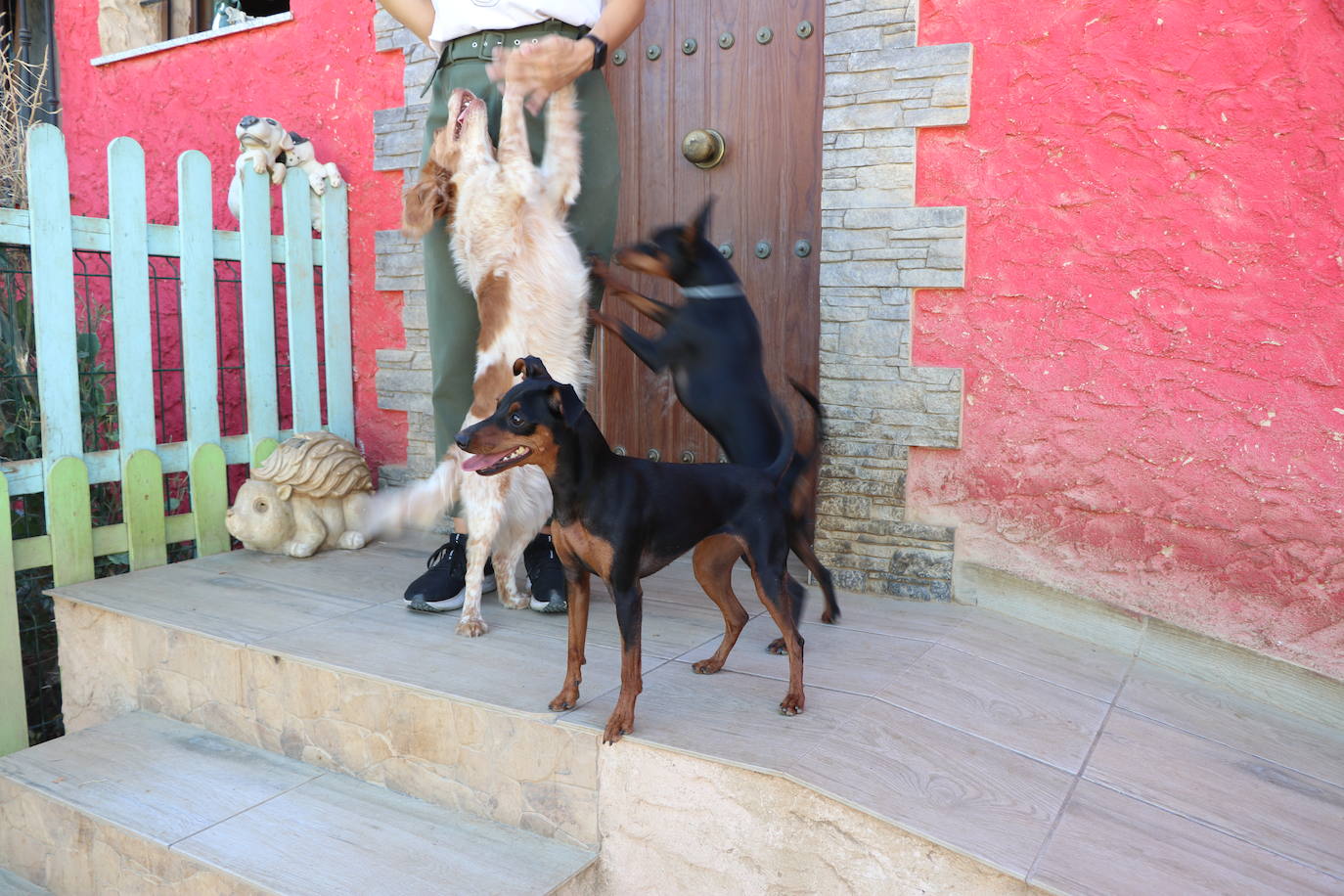 Instalaciones e inquilinos del Hotel Canino Las Lomas