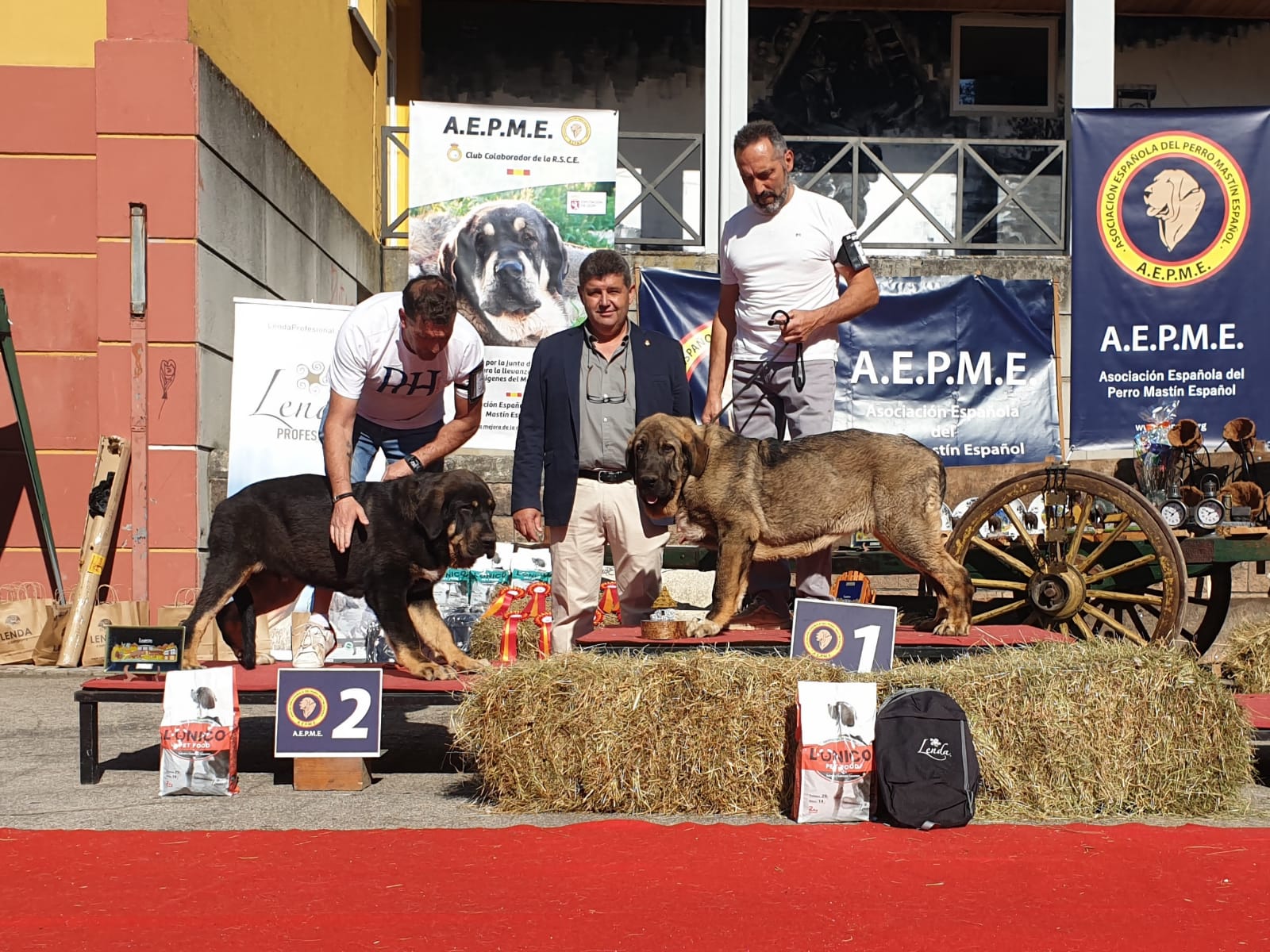 El X Concurso Monográfico de Mastín Español se celebra en Villablino con la flor y nata de esta raza de pastoreo