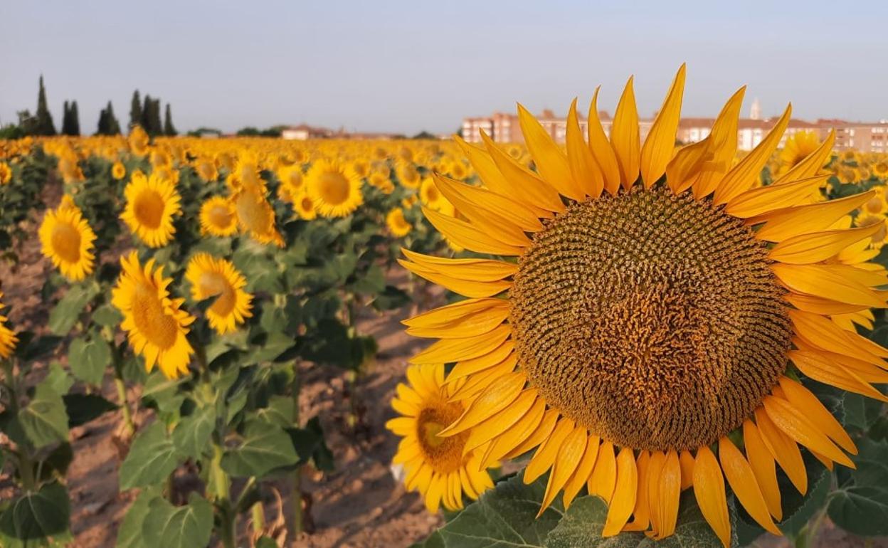 Superficie de girasol en la provincia de Vallladolid. 