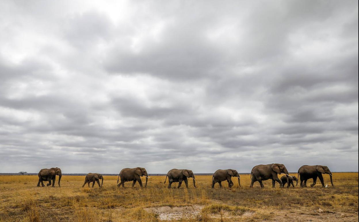 Elefantes en Kenia.