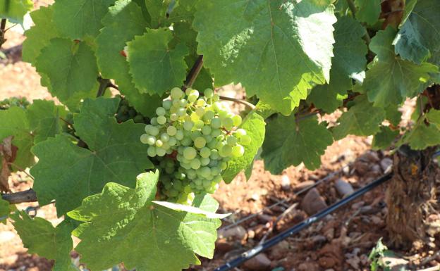 Las uvas están maduras aunque el tamaño es demasiado pequeño para esta época del año. 